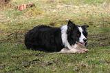 BORDER COLLIE 1482